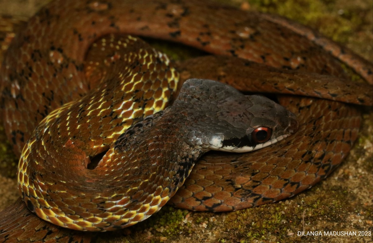 Rhabdophis ceylonensis Gunther, 1858